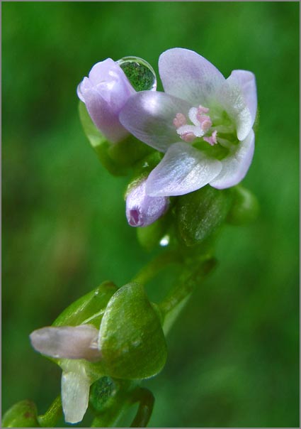 sm P10 Miner’s Lettuce.jpg - Miner’s Lettuce (Claytonia perfoliata) is a tasty native salad green if picked before it flowers.